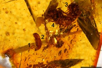 Media type: image;   Entomology PALE-26868